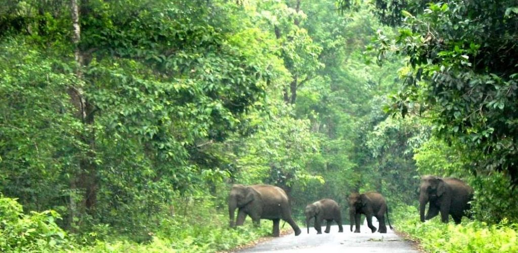 Gorumara National Park