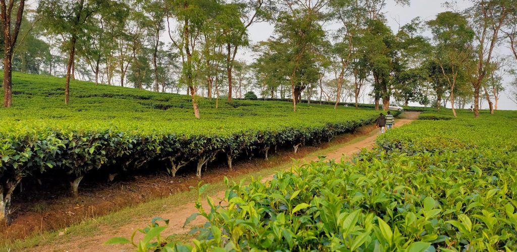 Gurjonjhora Tea Garden